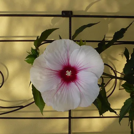 Relaxa At A Luxurious In Lejlighed *