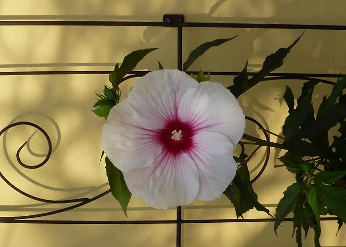 Relaxa At A Luxurious In Apartament *